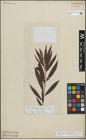 Foto von Salix triandra L. x Salix viminalis L.
